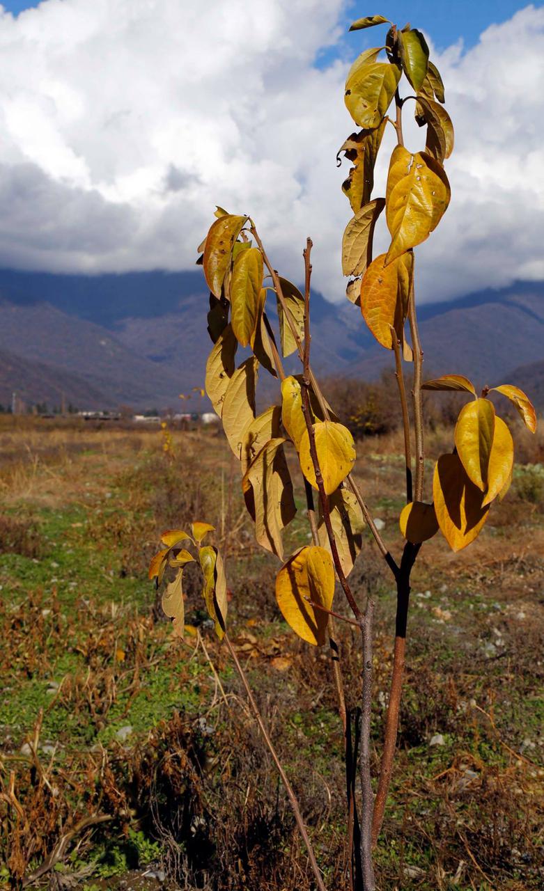   Under the framework of United Agroproject a new orchard was cultivated 