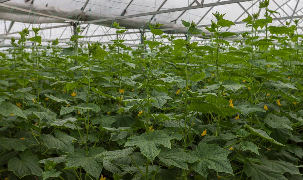 New greenhouse farms created under the United Agro-Project 