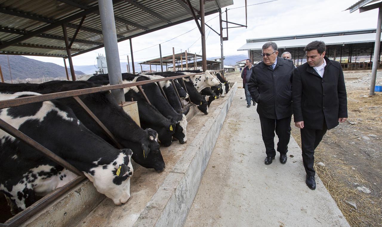 New farm in Kakheti region 