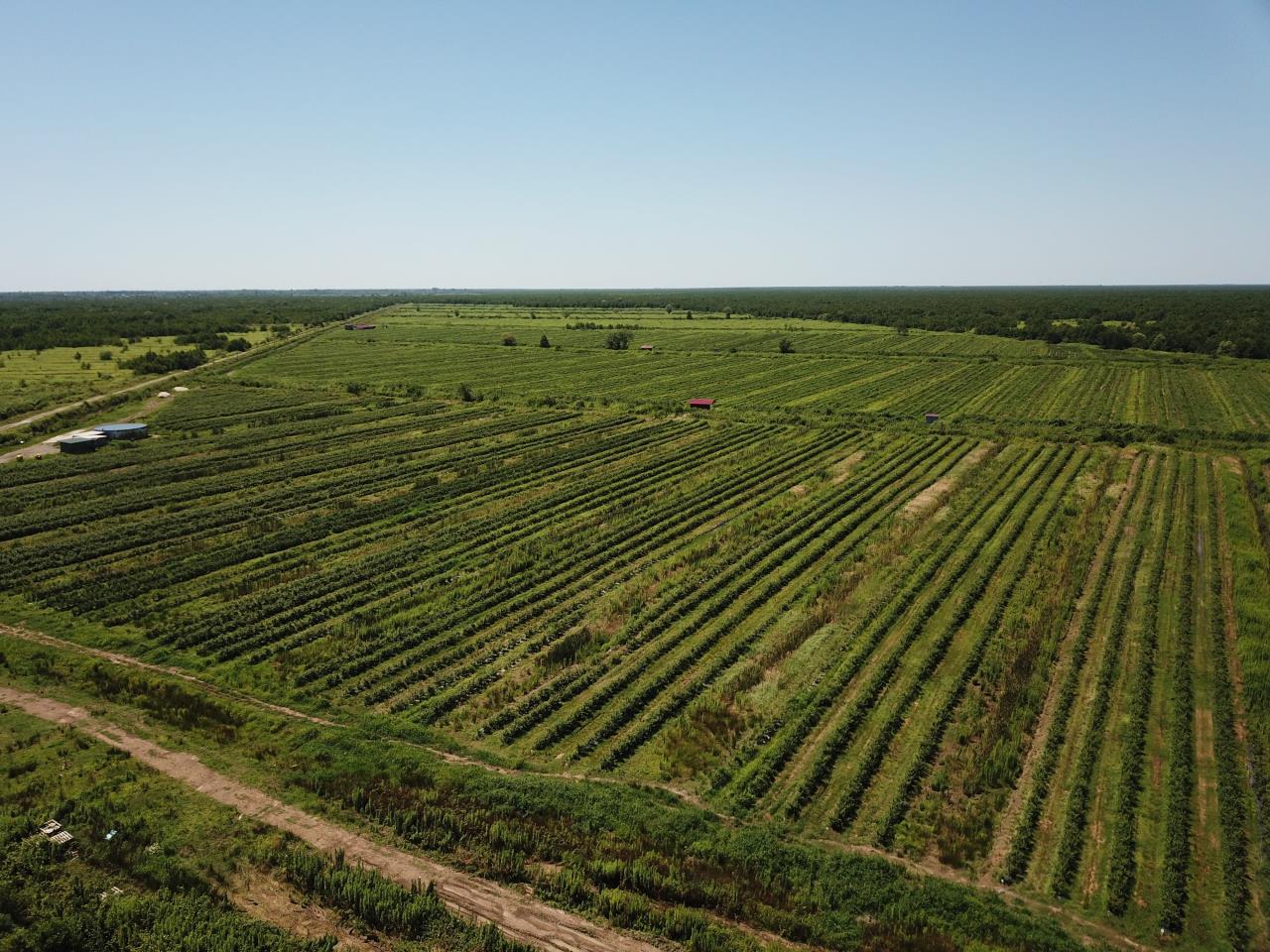 With the financial support of the state, the company “Golden Farms” planted a garden of blue blueberries on 16 hectares and arranged refregirated farming 