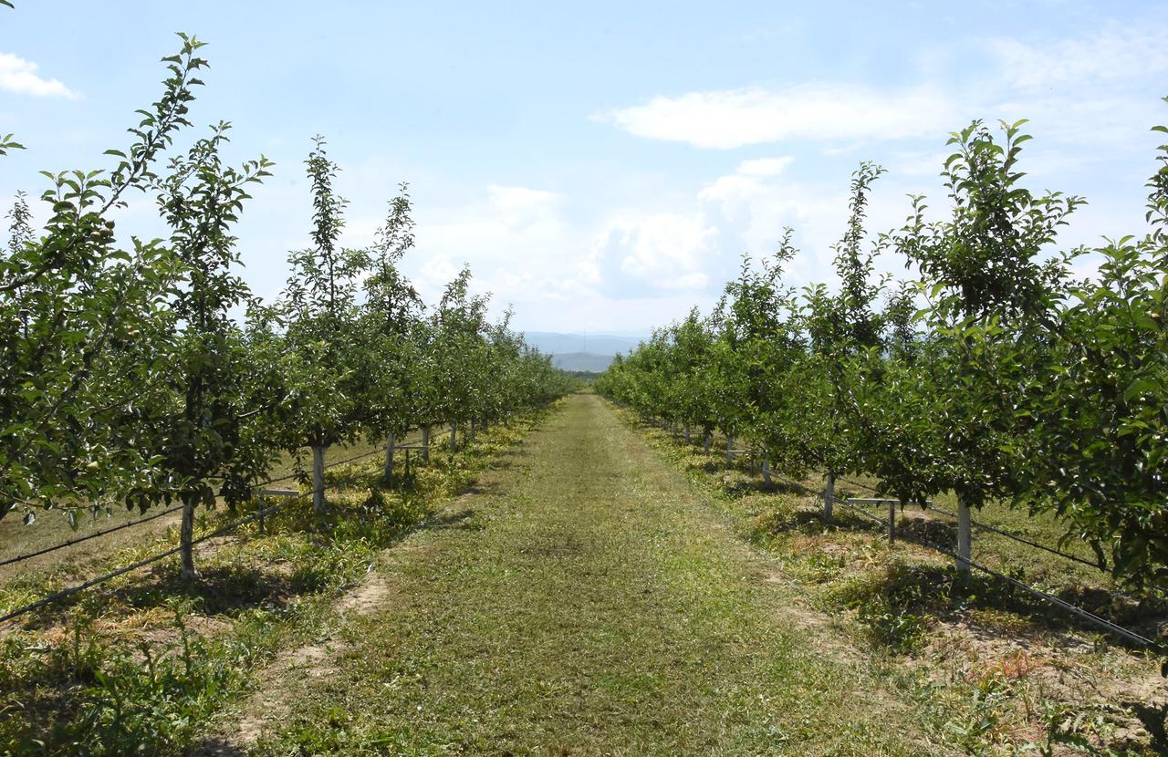 The damage will be reimbursed for the beneficiaries of Shida Kartli region