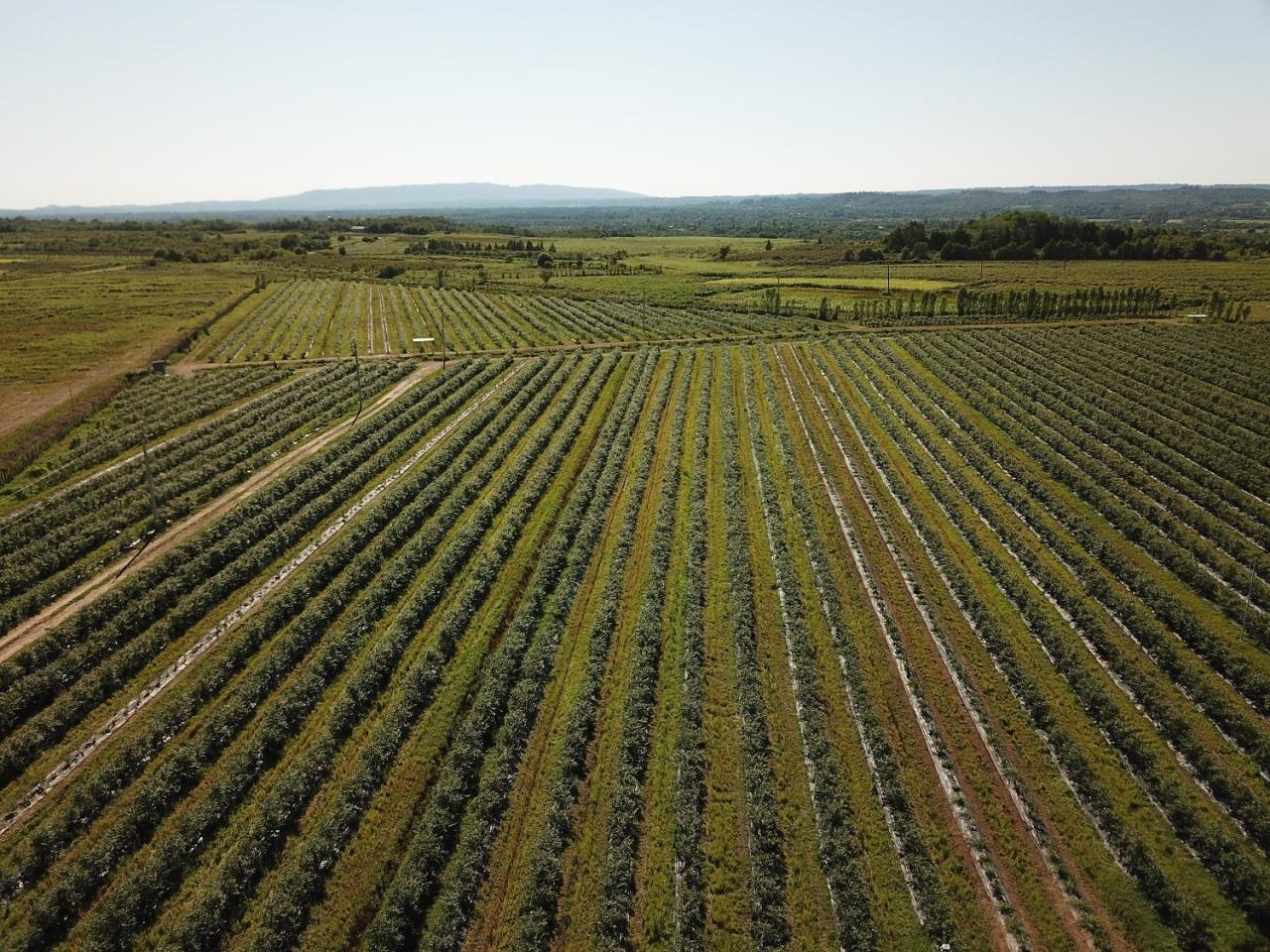 In Senaki Municipality, Rural Development Agency financed the planting of the blue  blueberry garden and the creation of the cold farming 