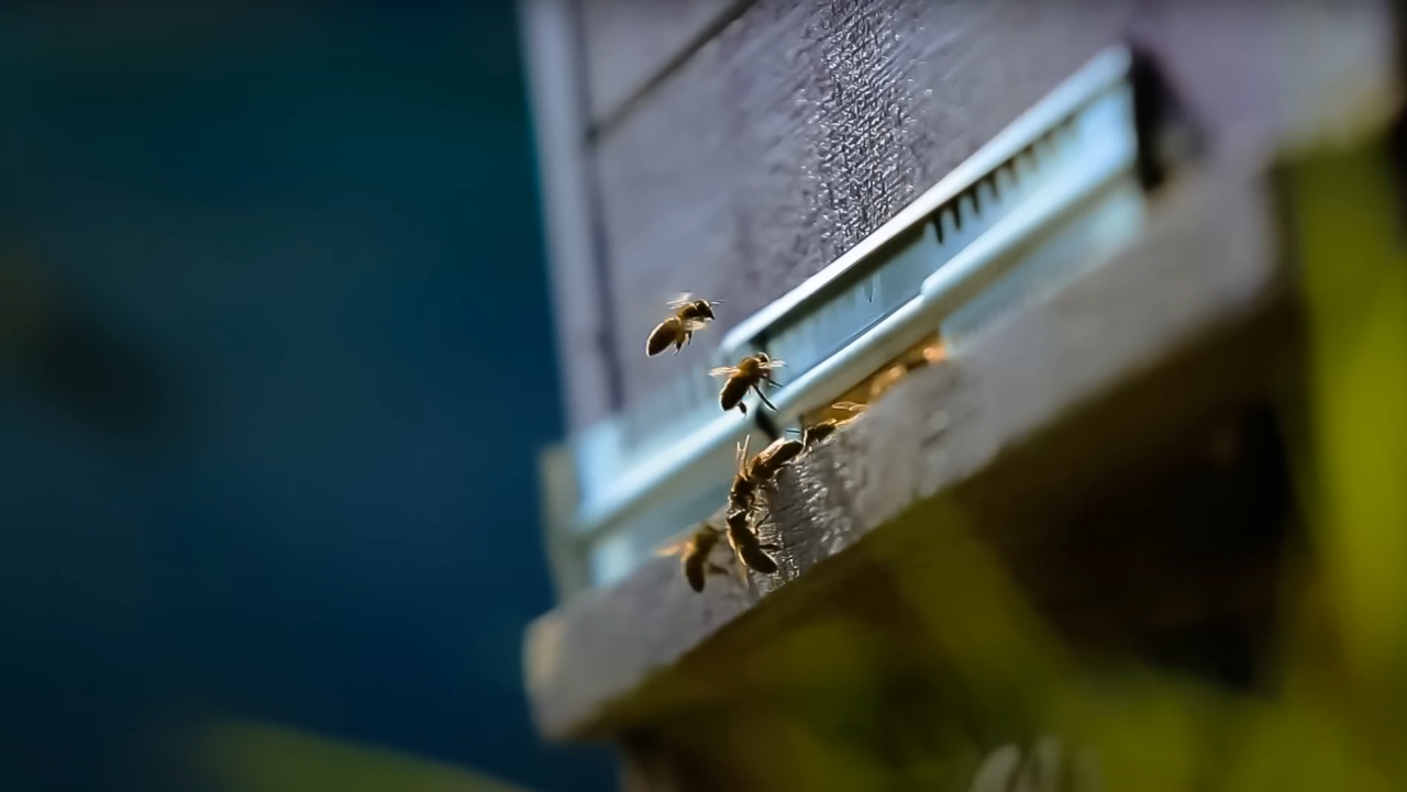 Beekeeping Support Program