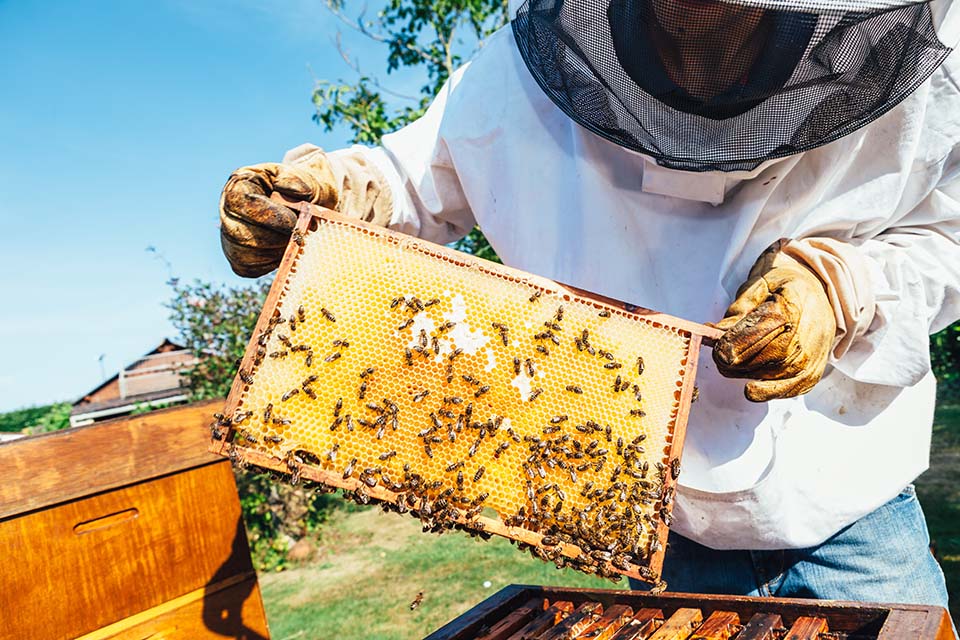 State Program for Support of Beekeeping Agricultural Cooperatives