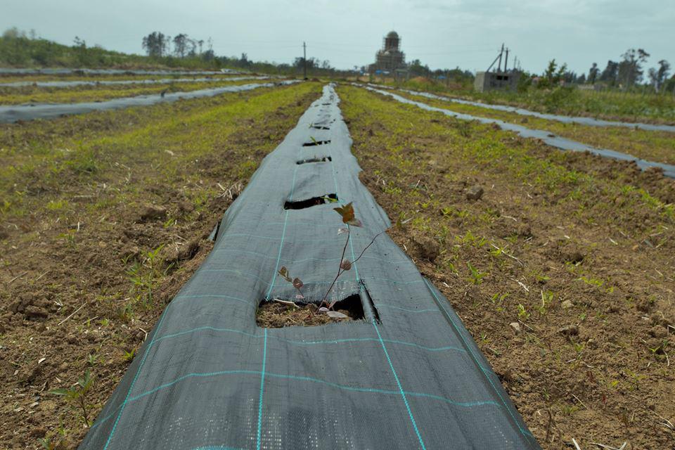 New Blueberry Gardens in Ajara region 