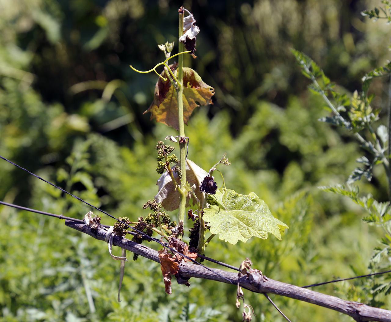 Compensation for damage caused by hail is underway under the agricultural insurance state program 