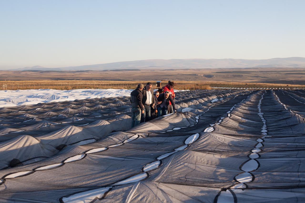 Strawberry plantation planted in a mountainous village of Aspindza Municipality with the state support 