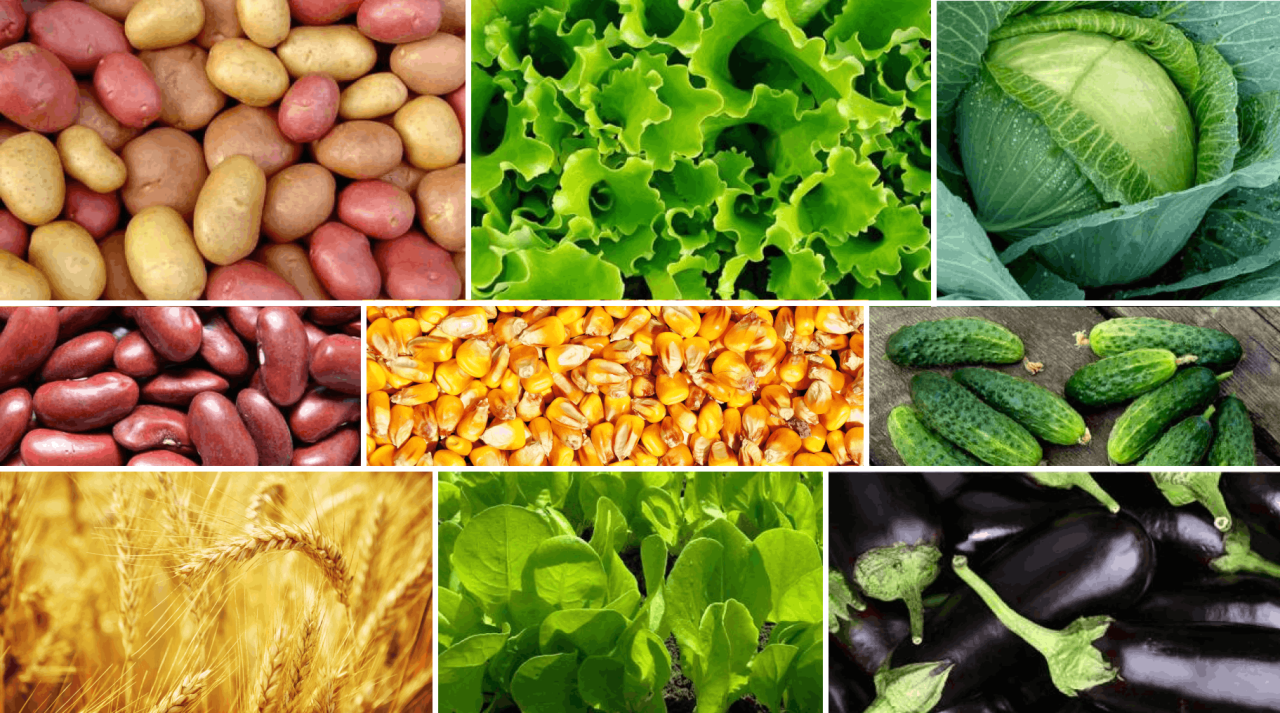 The subcomponent of the “Preferential Agrocredit Project” for financing annual crops is available this year as well