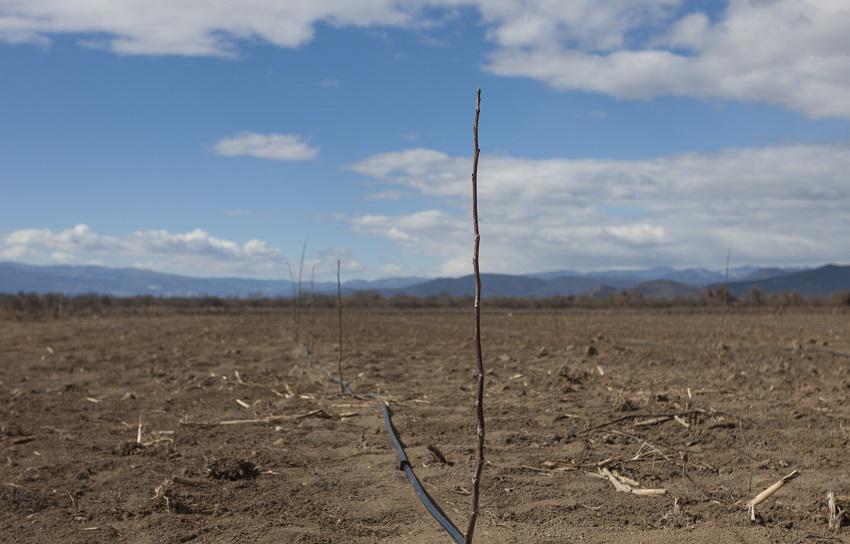 One more new garden planted in Kakheti region within the scopes of the United Agro-Project