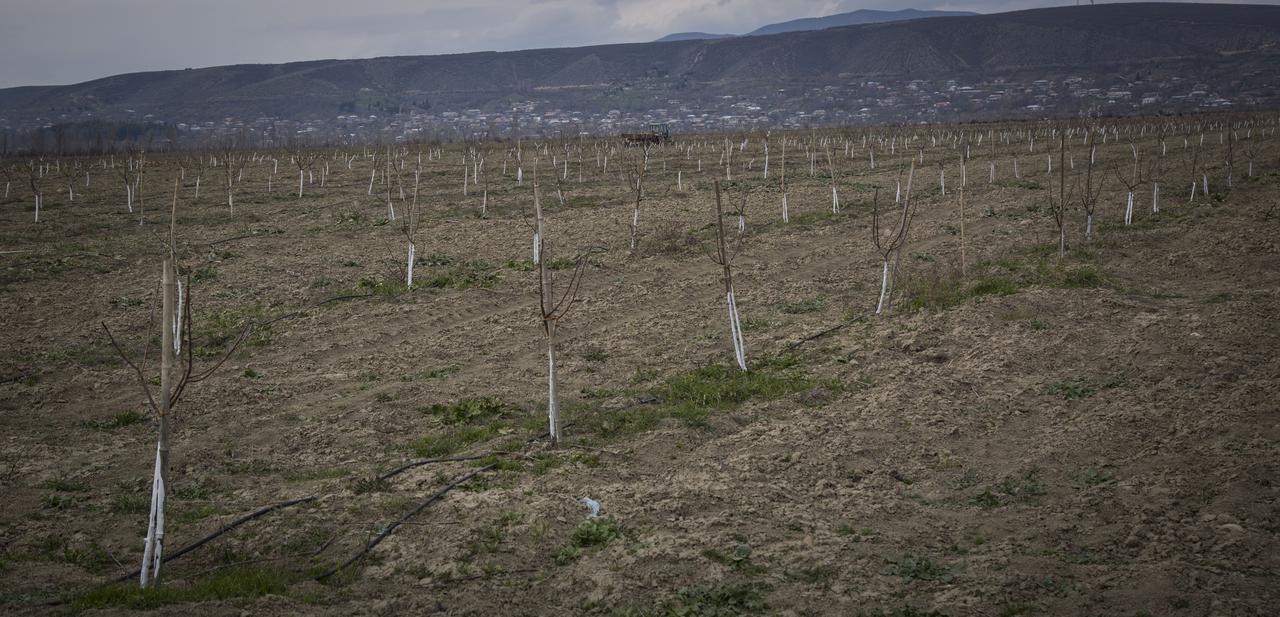 New garden in Shida Qartli region 