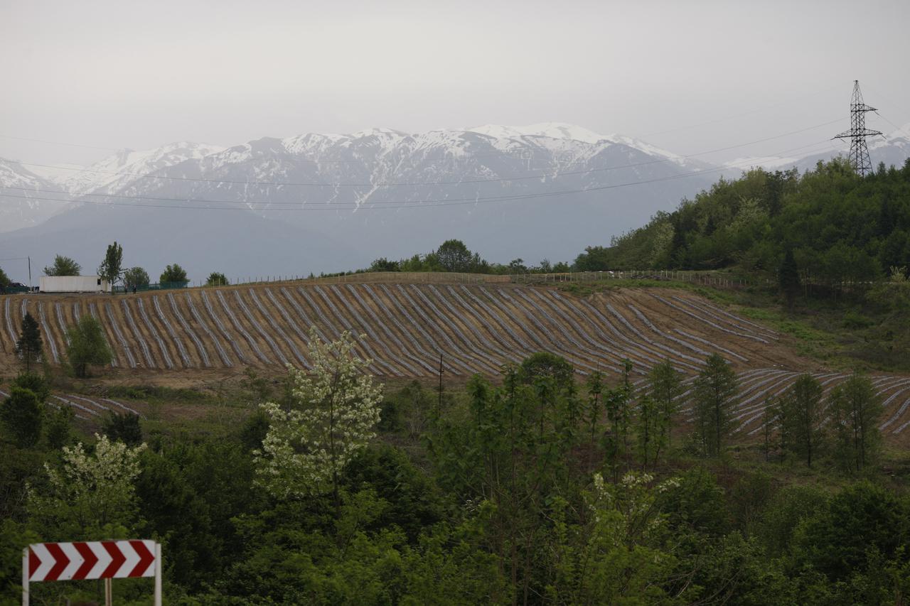 New blueberry orchards have been arranged in Guria region under the United Agricultural Project