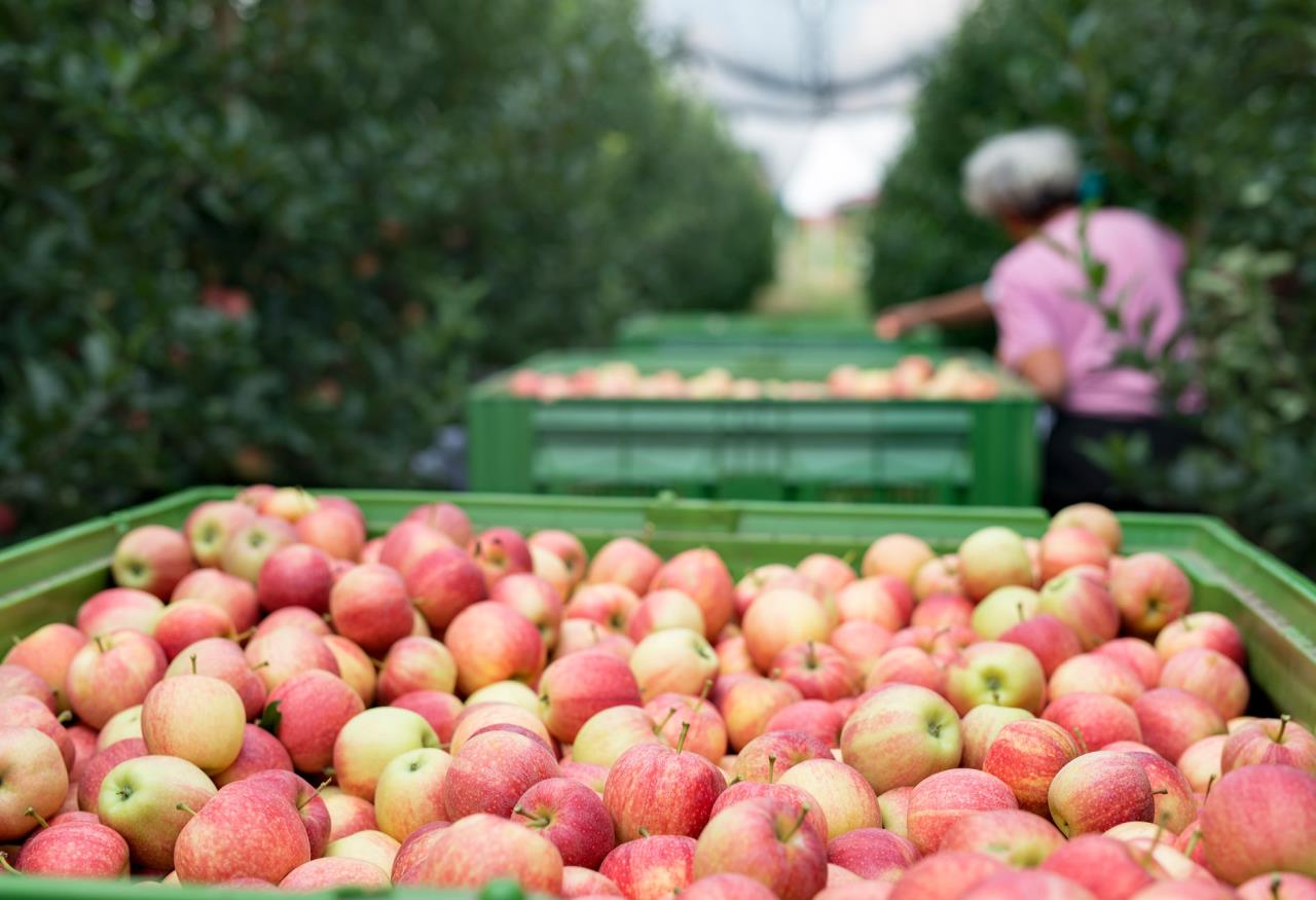 არასტანდარტული ვაშლის რეალიზაციის ხელშეწყობის სახელმწიფო პროგრამის ფარგლებში, 13,000 ტონამდე ვაშლი უკვე გადამუშავდა