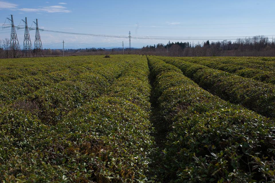 Program “Georgian Tea” was introduced to Tsalenjikha Municipality villages 